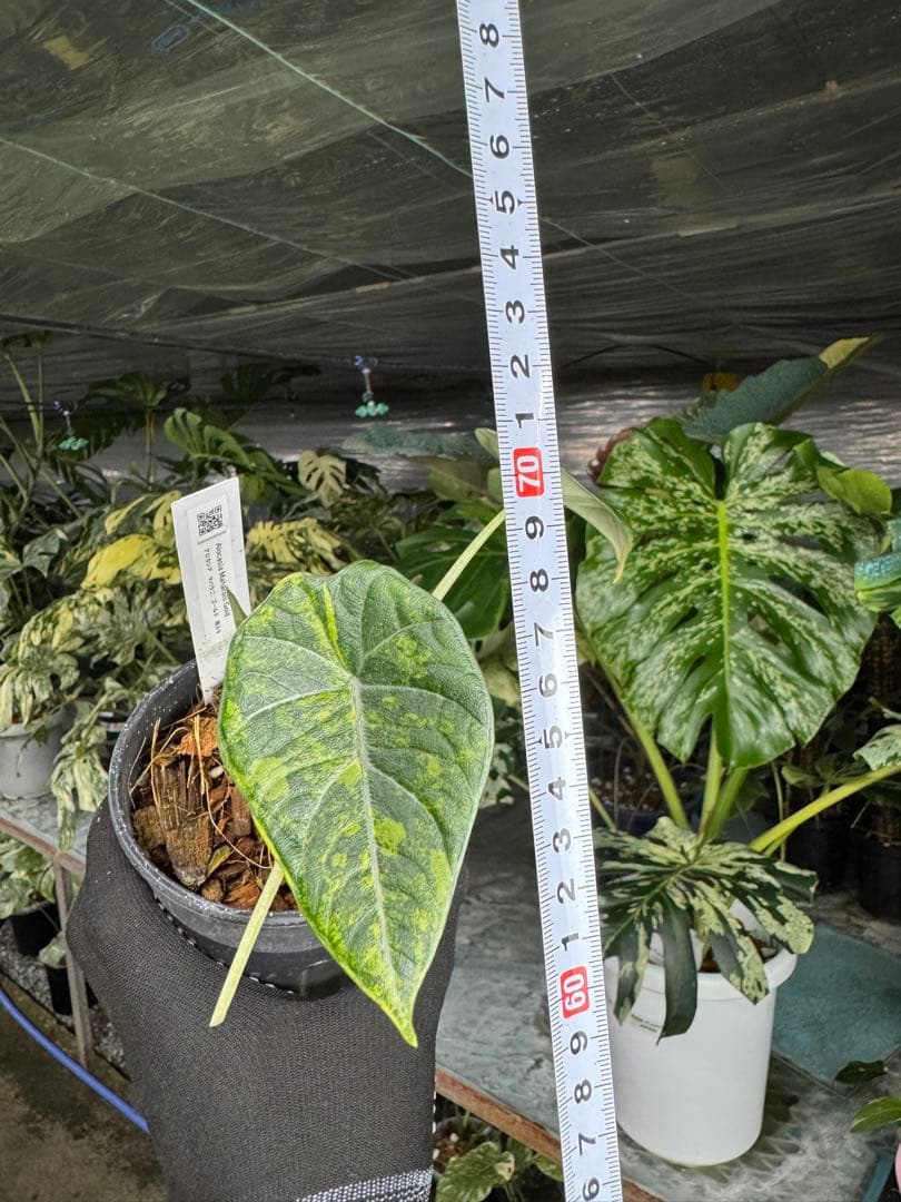 6アロカシア　マハラニ　ゴールド　黄金斑入り