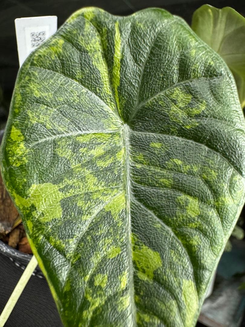 6アロカシア　マハラニ　ゴールド　黄金斑入り