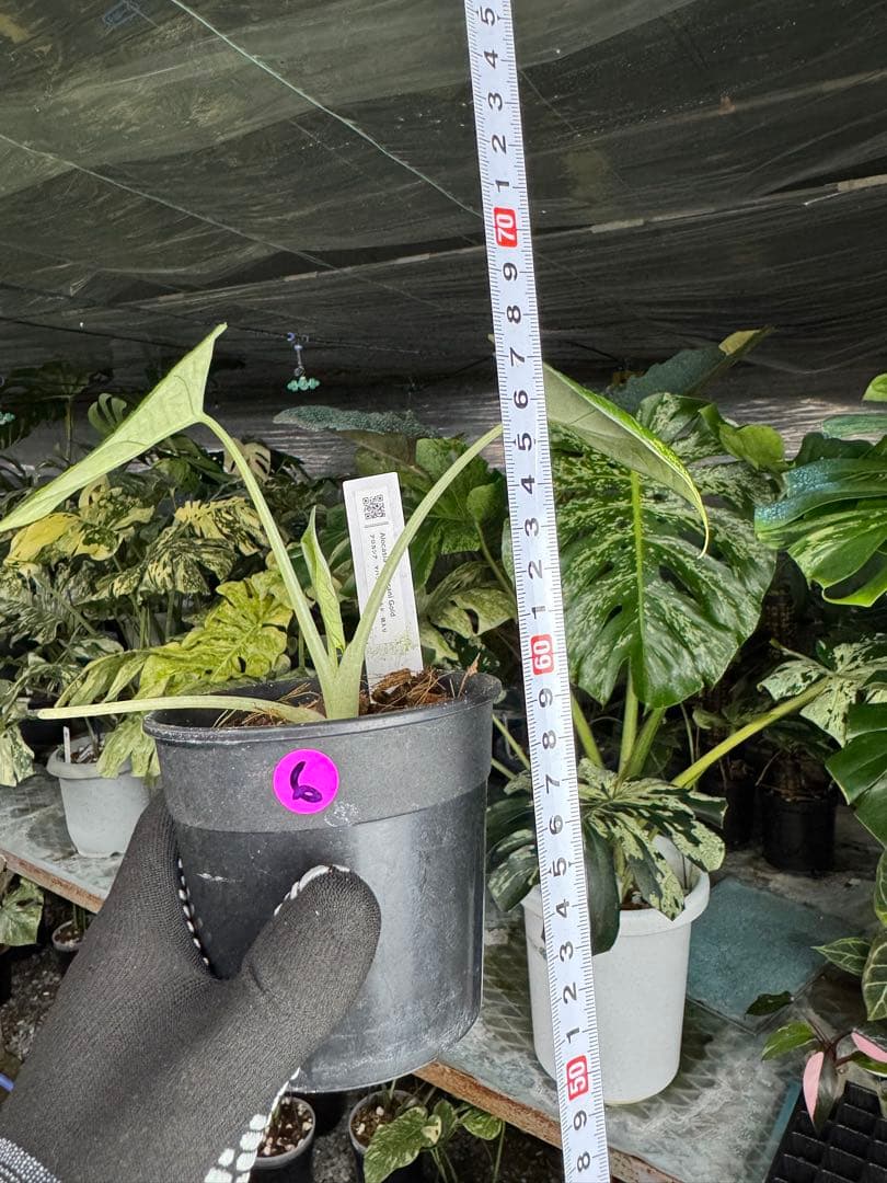 6アロカシア　マハラニ　ゴールド　黄金斑入り