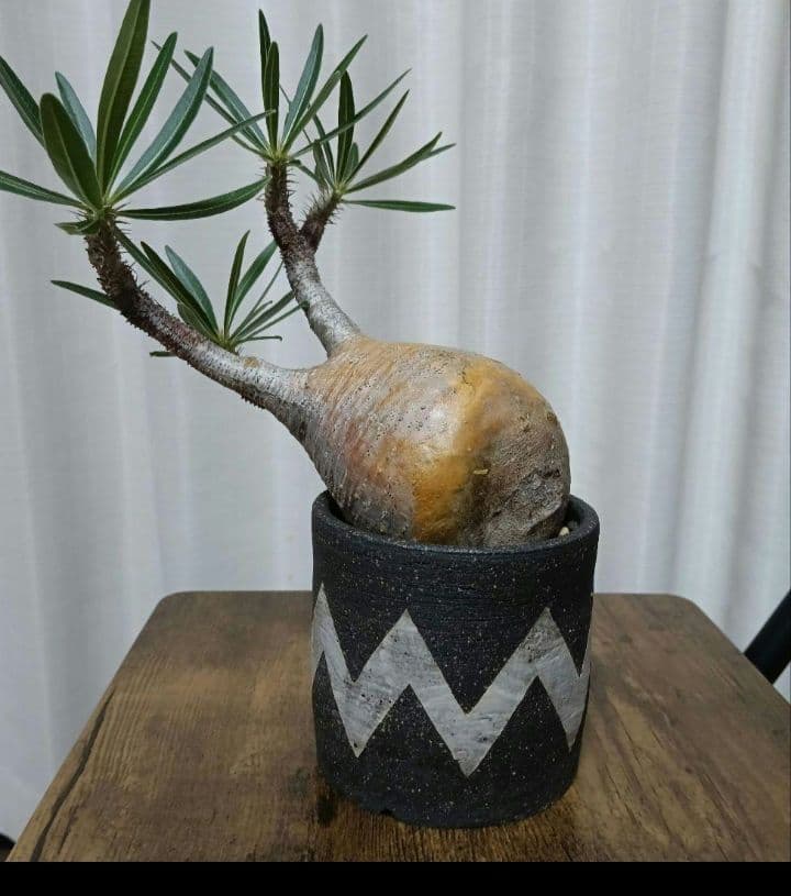 パキポディウムグラキリス　グラキリス　　 塊根植物　発根済み　鉢付き