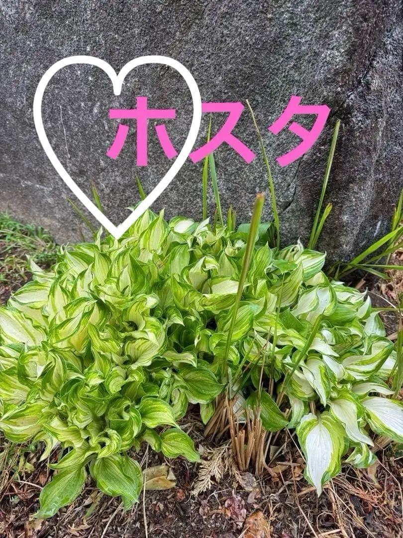ホスタ（ギボウシ）斑入り　3株