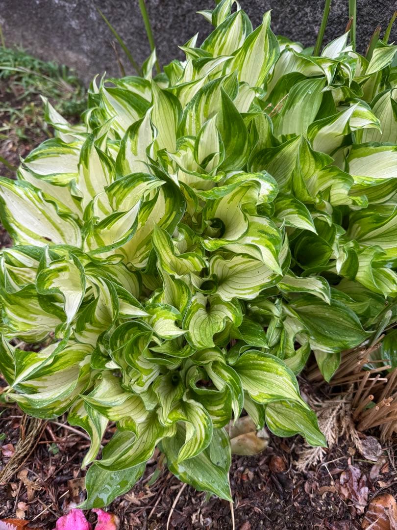 ホスタ（ギボウシ）斑入り　3株