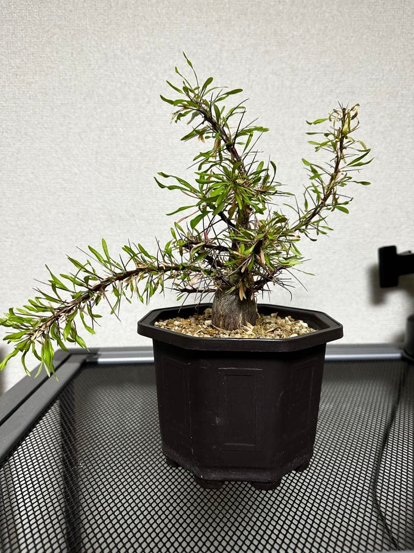 フォークイエリア　プルプシー実生