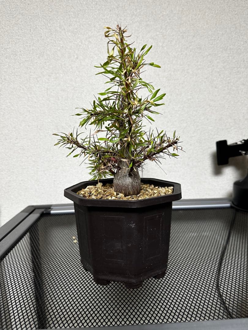 フォークイエリア　プルプシー実生