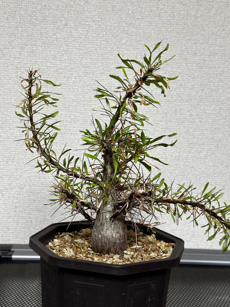 フォークイエリア　プルプシー実生