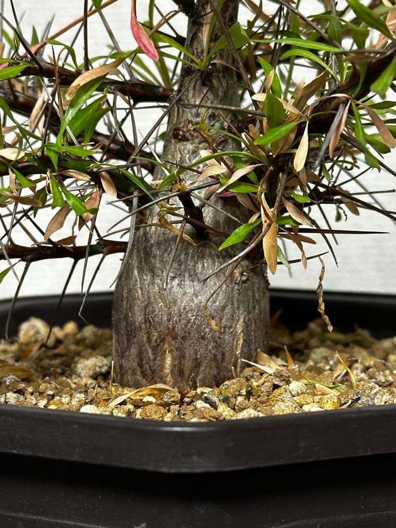 フォークイエリア　プルプシー実生