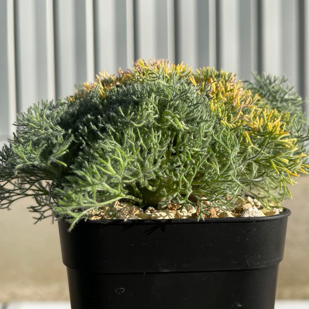 【鉢ごと発送】実生　モンソニア　ペニクリナム