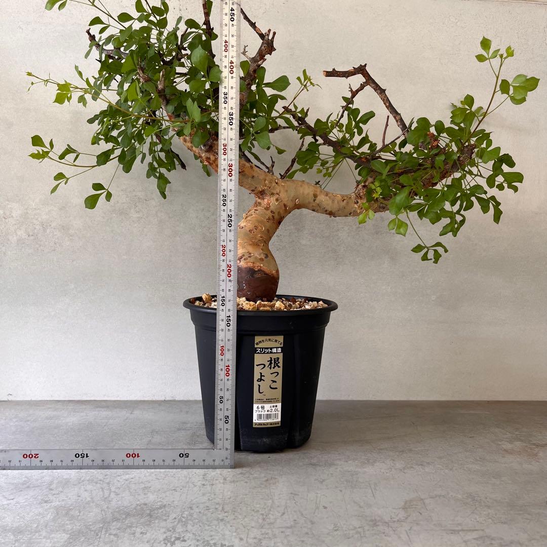 咲*音様 【大株】　ソマリア産　コミフォラ　ピュア　カタフ　現地球　発根済み