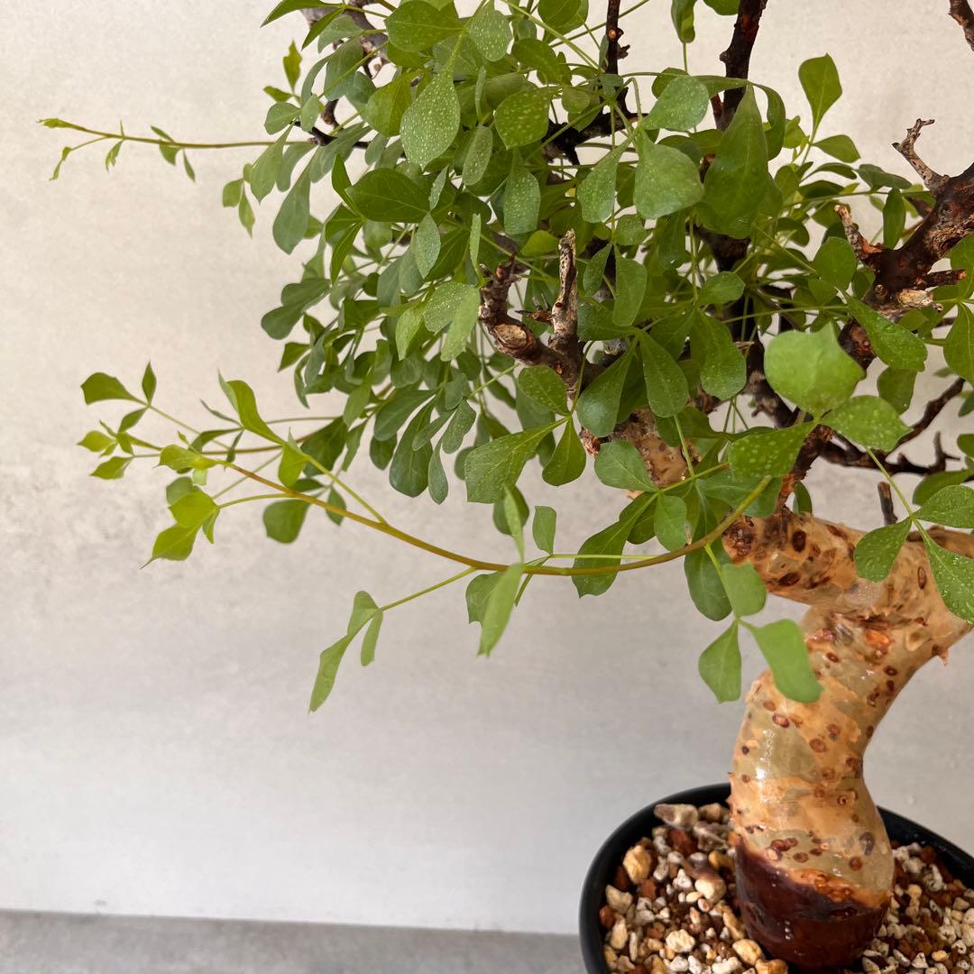 咲*音様 【大株】　ソマリア産　コミフォラ　ピュア　カタフ　現地球　発根済み