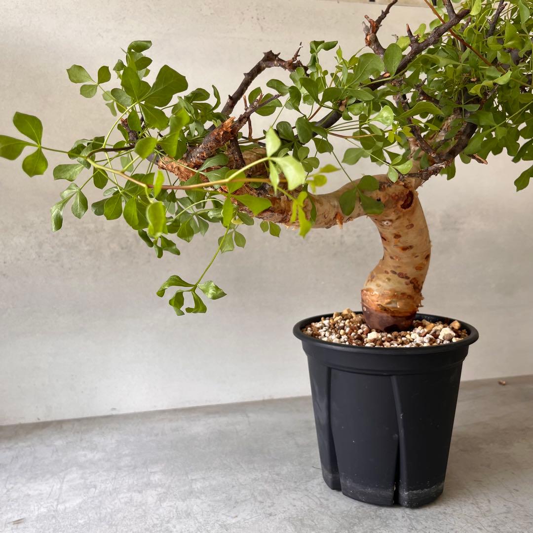 咲*音様 【大株】　ソマリア産　コミフォラ　ピュア　カタフ　現地球　発根済み