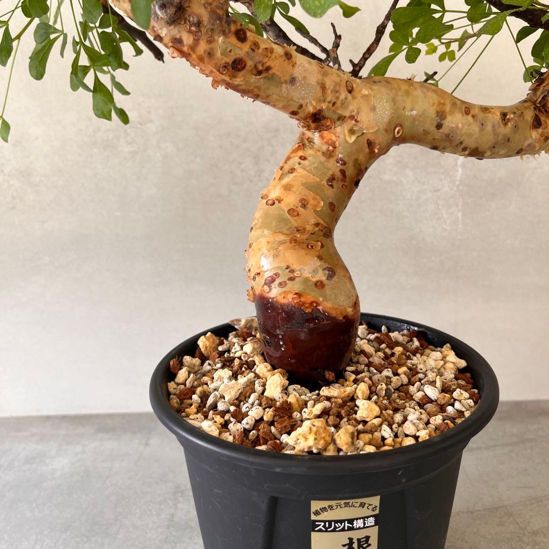 咲*音様 【大株】　ソマリア産　コミフォラ　ピュア　カタフ　現地球　発根済み