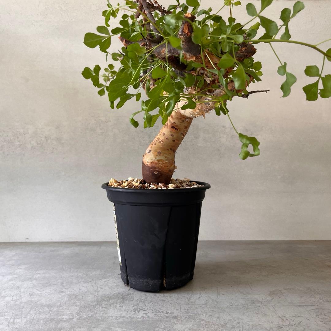 咲*音様 【大株】　ソマリア産　コミフォラ　ピュア　カタフ　現地球　発根済み