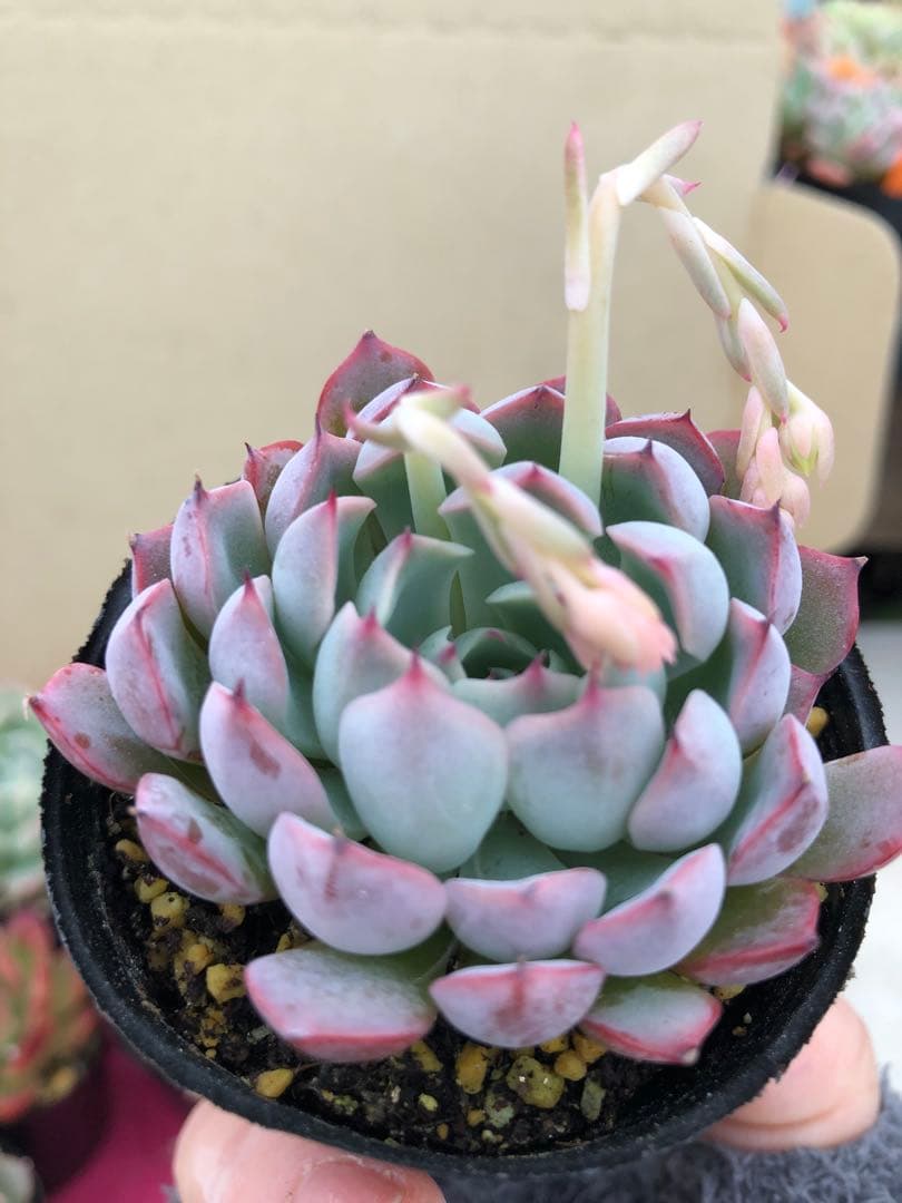 多肉植物 ロウルサンコ苗♡抜き苗セット(メルカリ便)