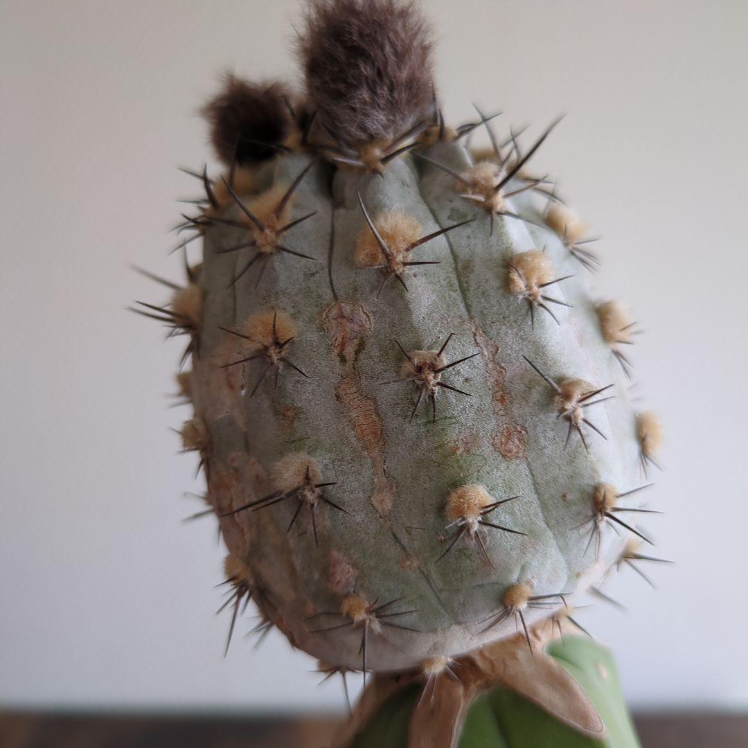 アカントカリキウム　グラウカム