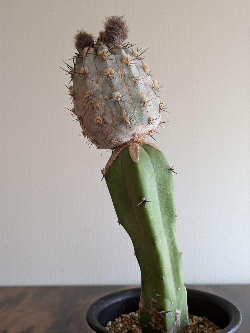 アカントカリキウム　グラウカム