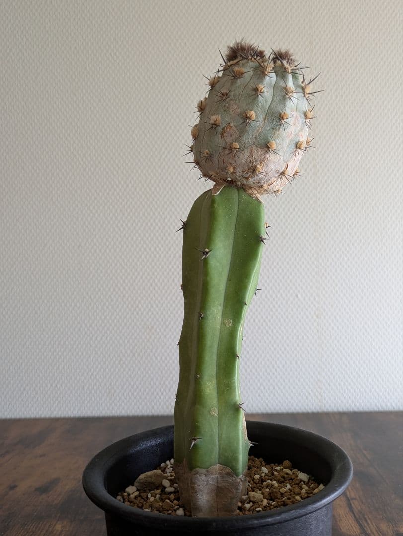 アカントカリキウム　グラウカム