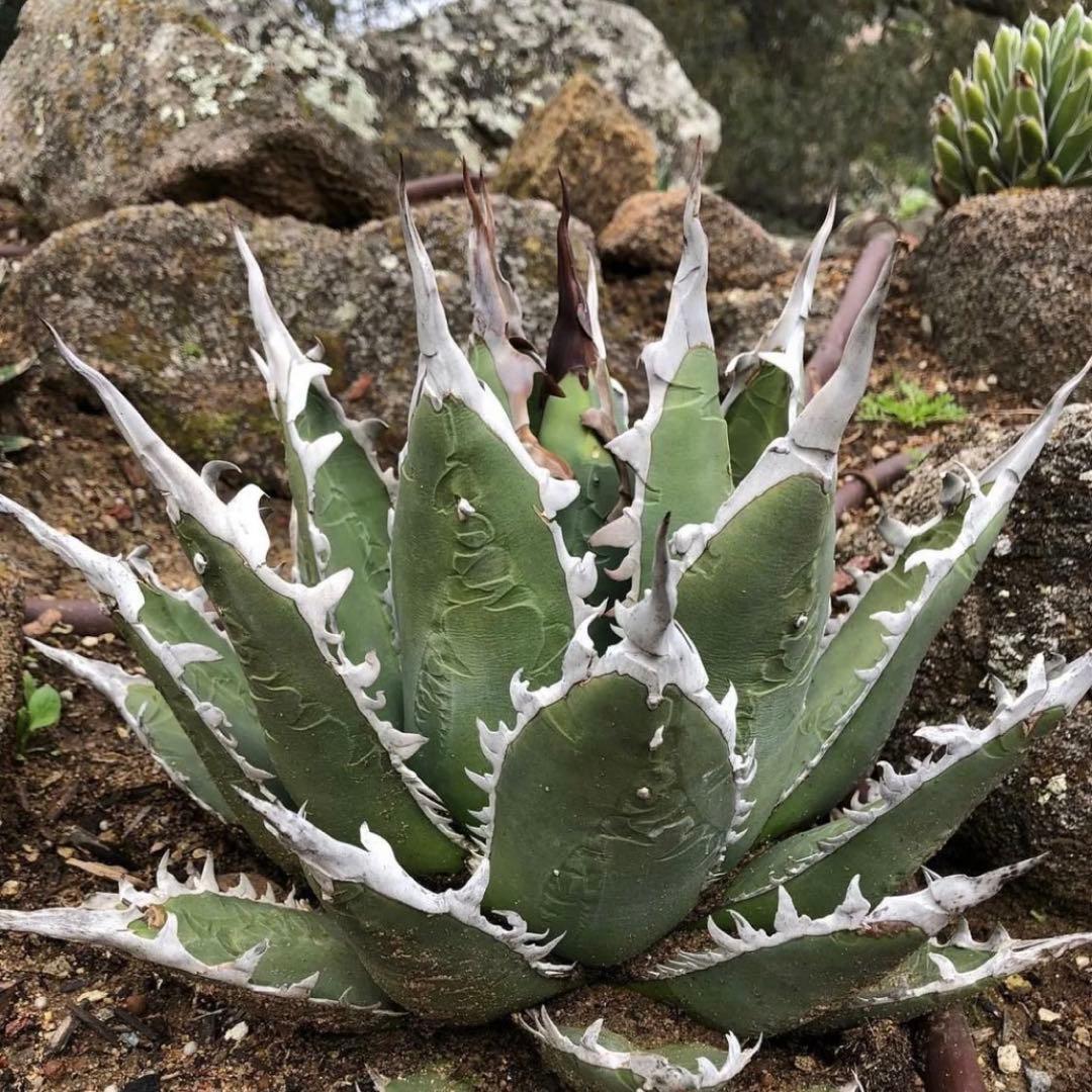 Agave X WhiteFang パープソラム ホワイトファング US産