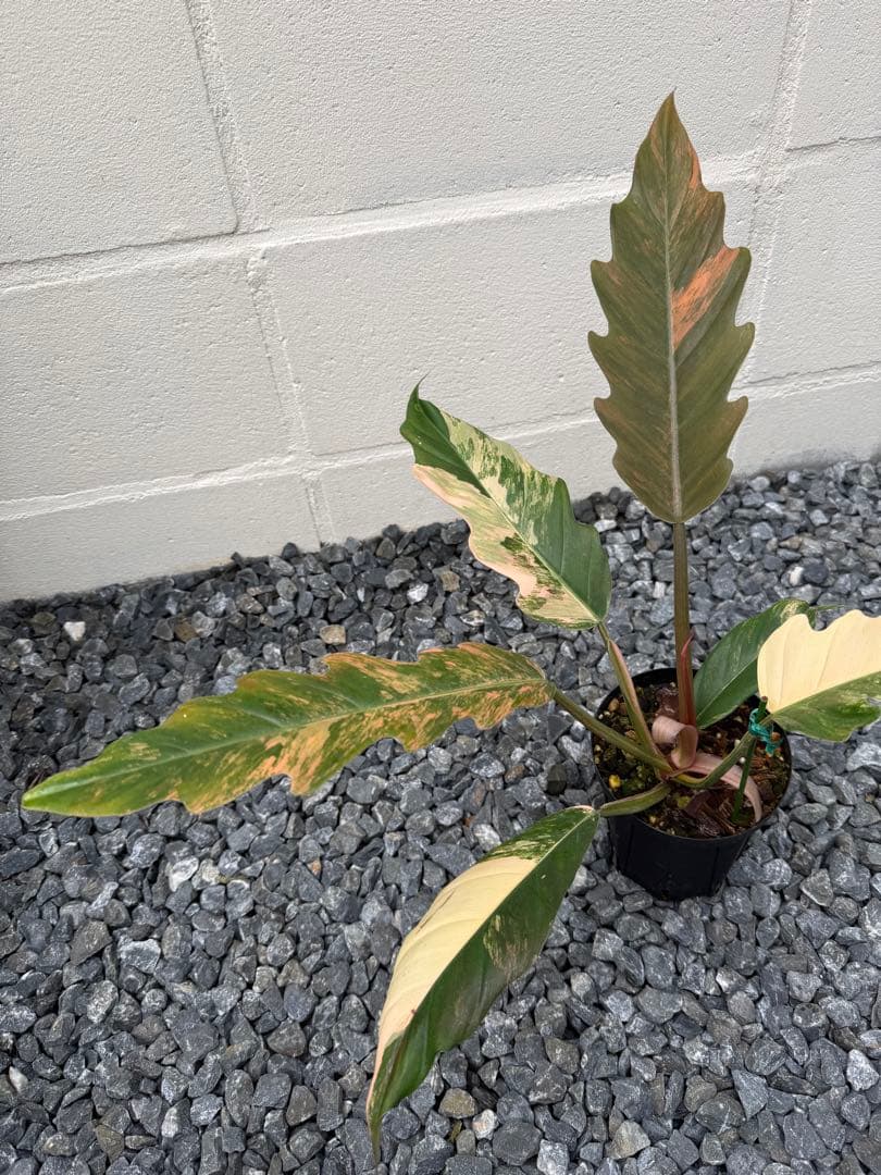 フィロデンドロン　キャラメル　マーブル