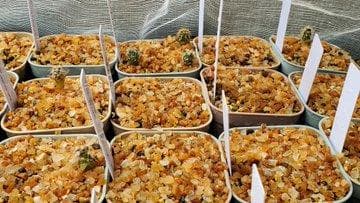 2025輸入　テフロカクタス　種子全量