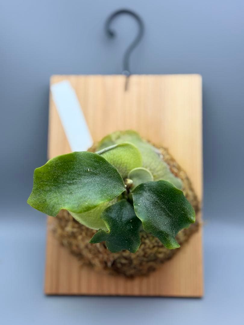 ビカクシダP. White Hillii spore Black select