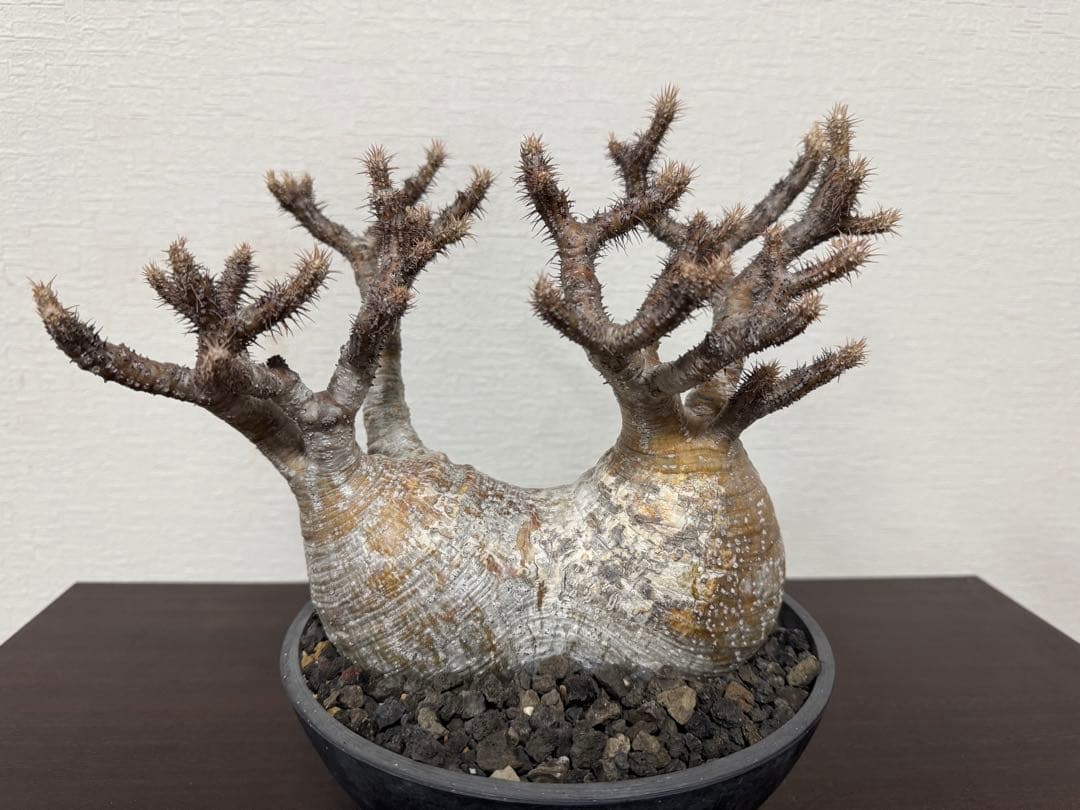 パキポディウム　グラキリス　⑥4年管理　2頭　（検　アガベ　パキプス　チタノタ