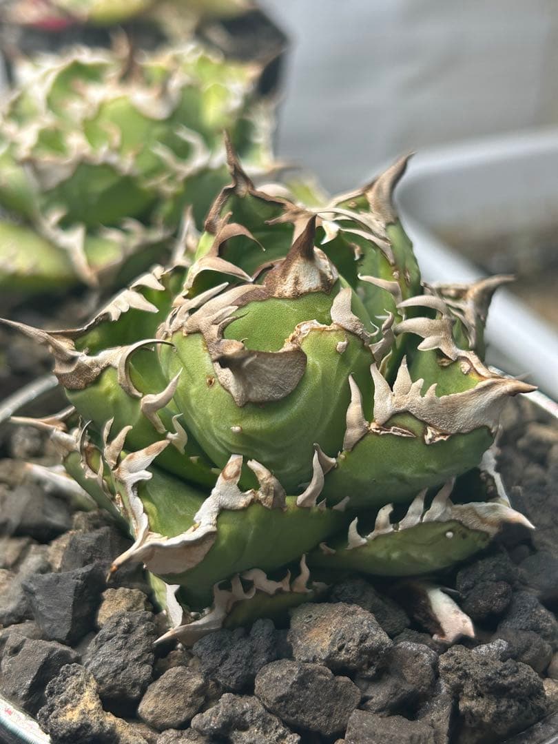 アガベ　王冠タイプ　コレクション株