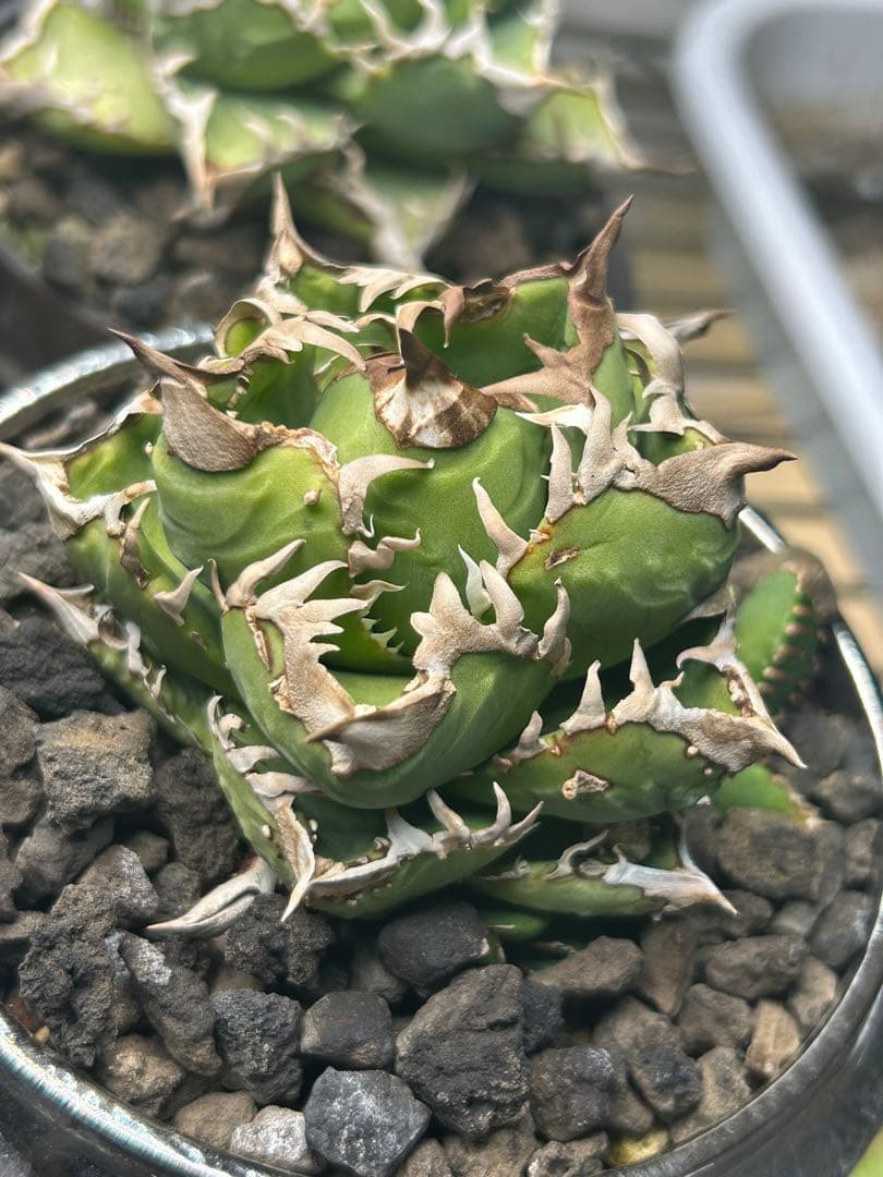 アガベ　王冠タイプ　コレクション株