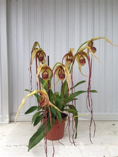 フラグミペディウム ハンボルティー