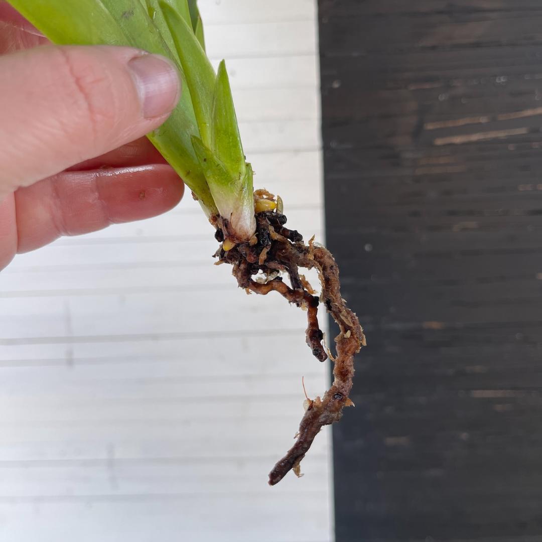 フラグミペディウム ハンボルティー