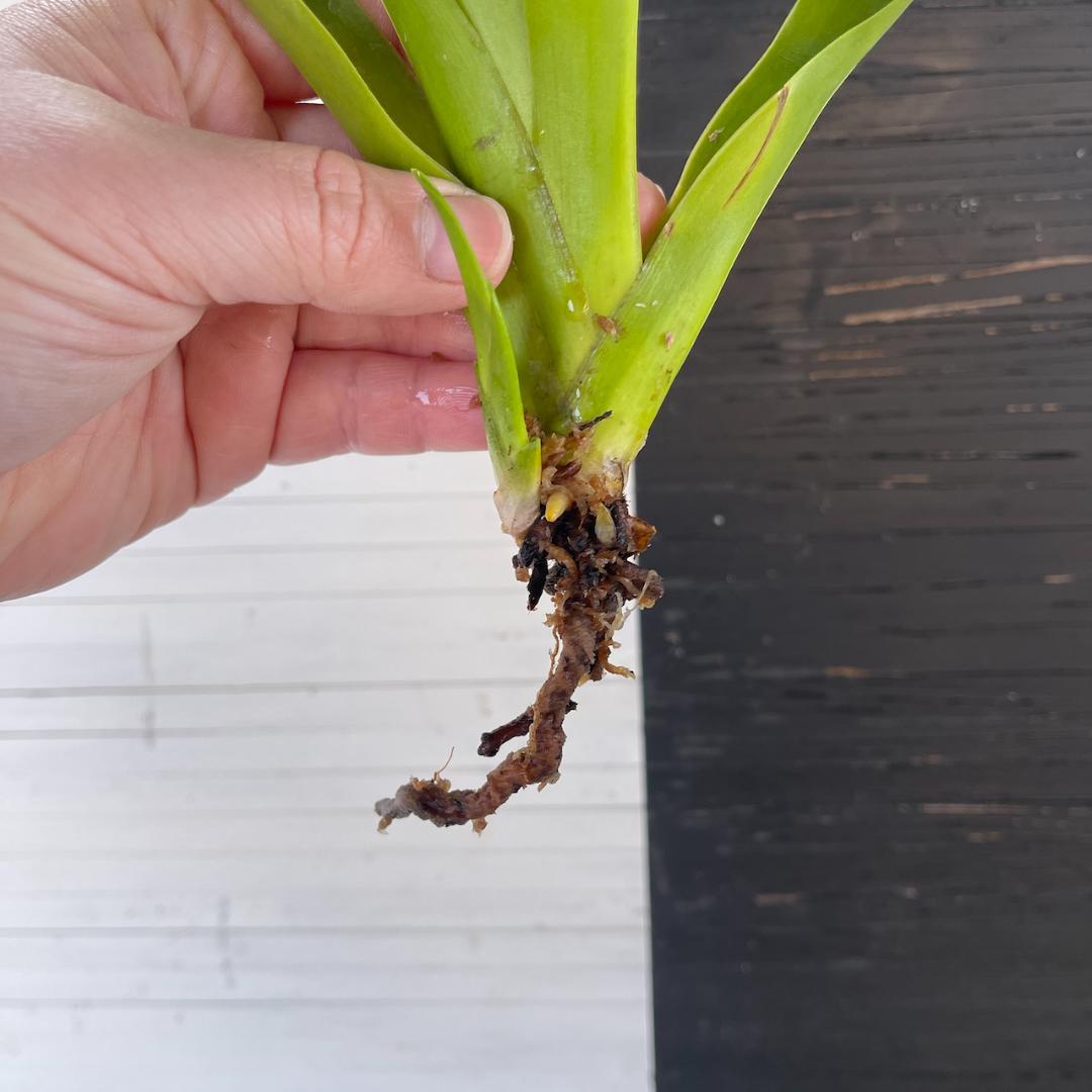 フラグミペディウム ハンボルティー