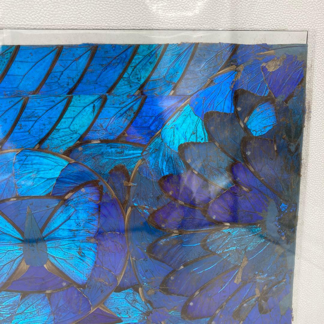 【レア】　モルフォ蝶　アート　標本　芸術　コレクション　　美術　絵　昆虫  19