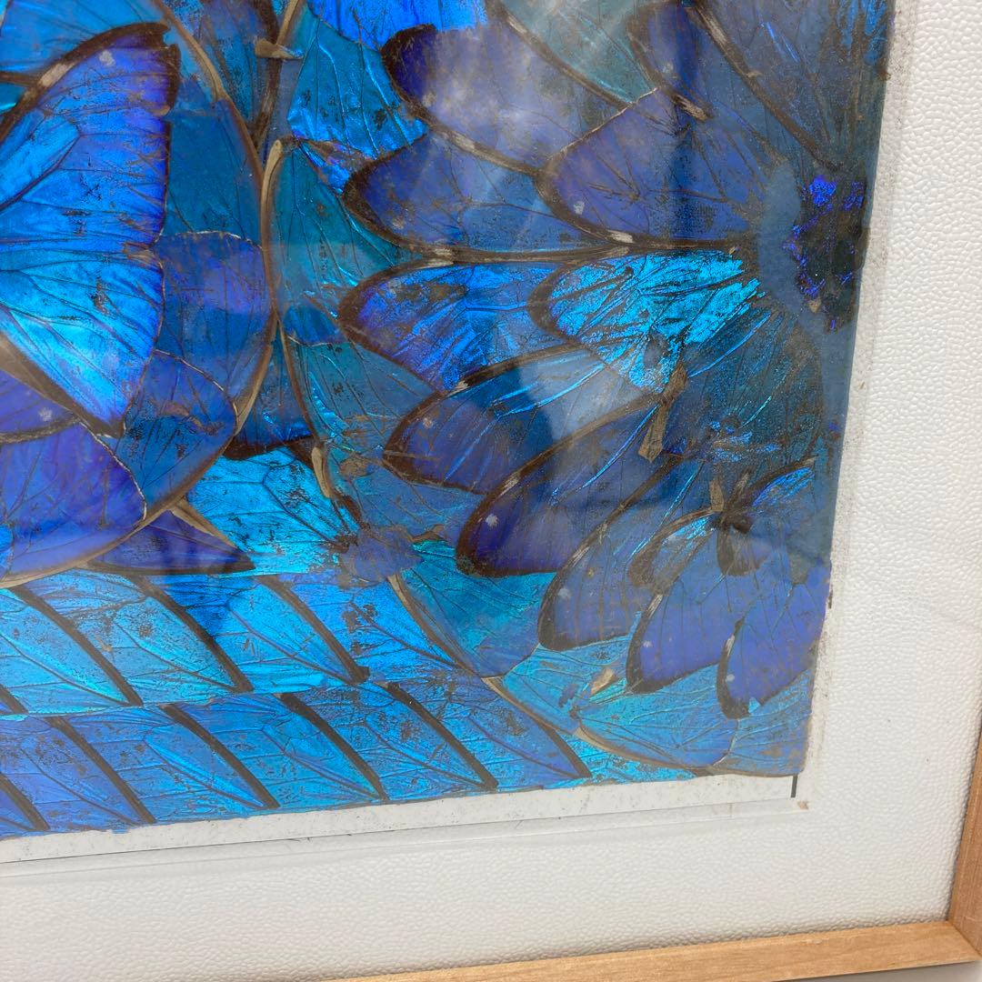 【レア】　モルフォ蝶　アート　標本　芸術　コレクション　　美術　絵　昆虫  19