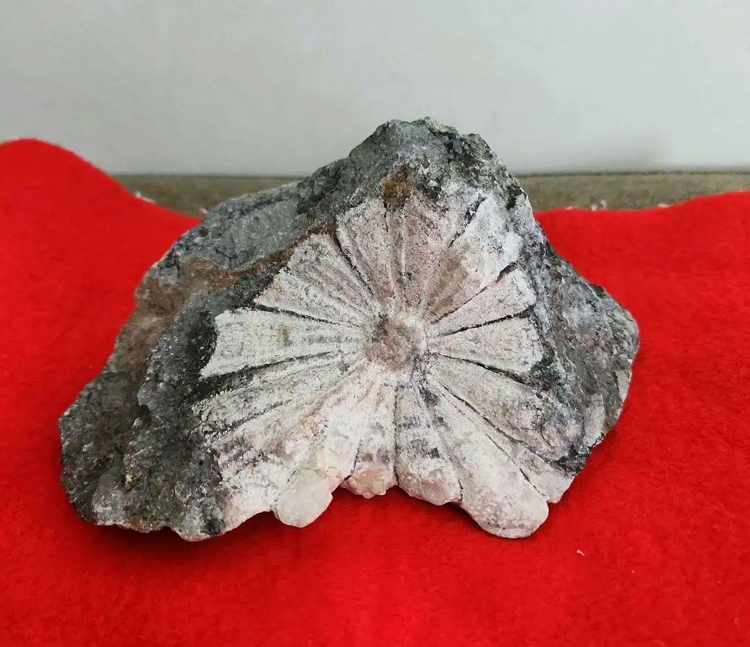 菊花石　岐阜県根尾谷　菊一輪　鑑賞石　天然石