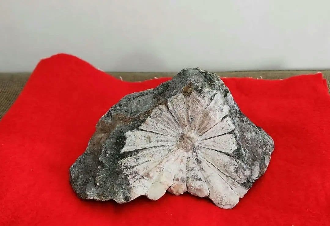 菊花石　岐阜県根尾谷　菊一輪　鑑賞石　天然石