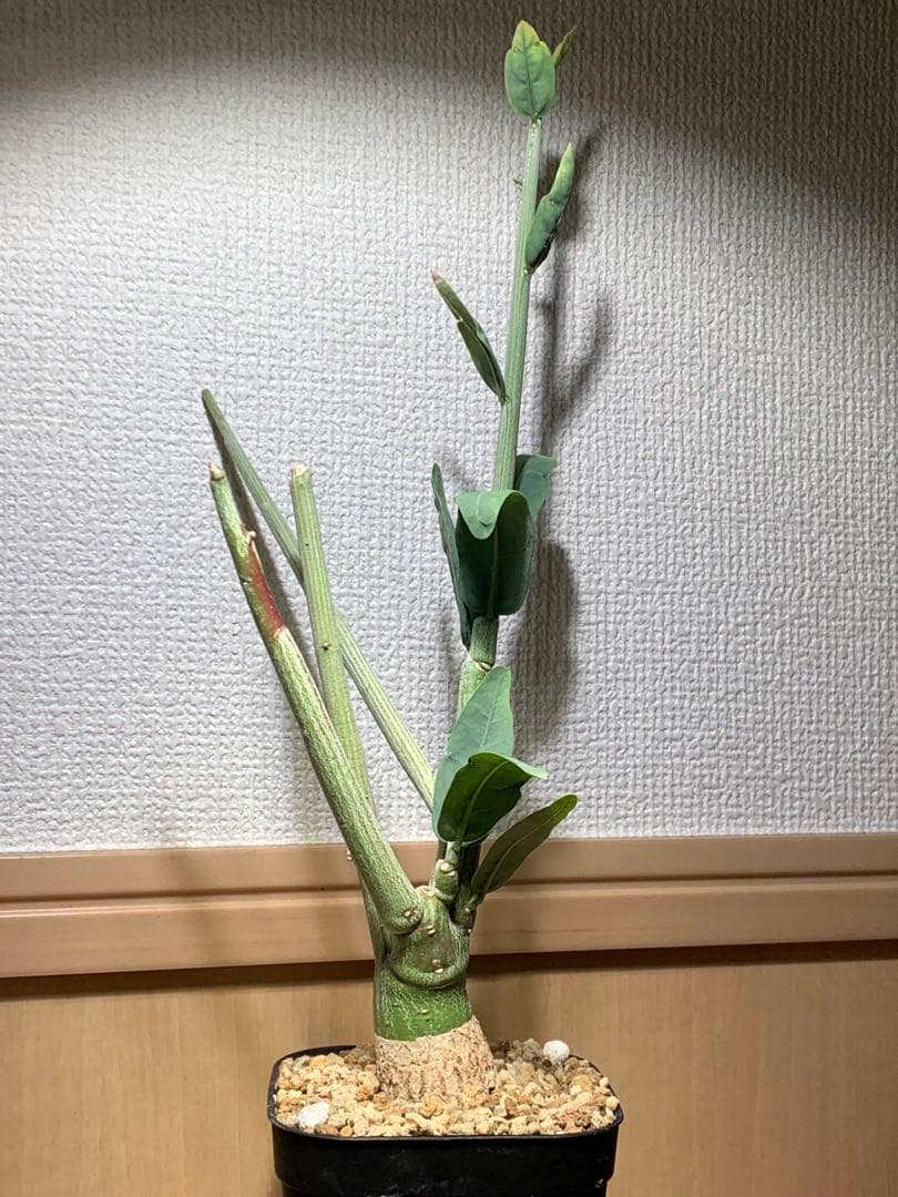 作り込み株 アデニア ペチュエリー　プレステラ110