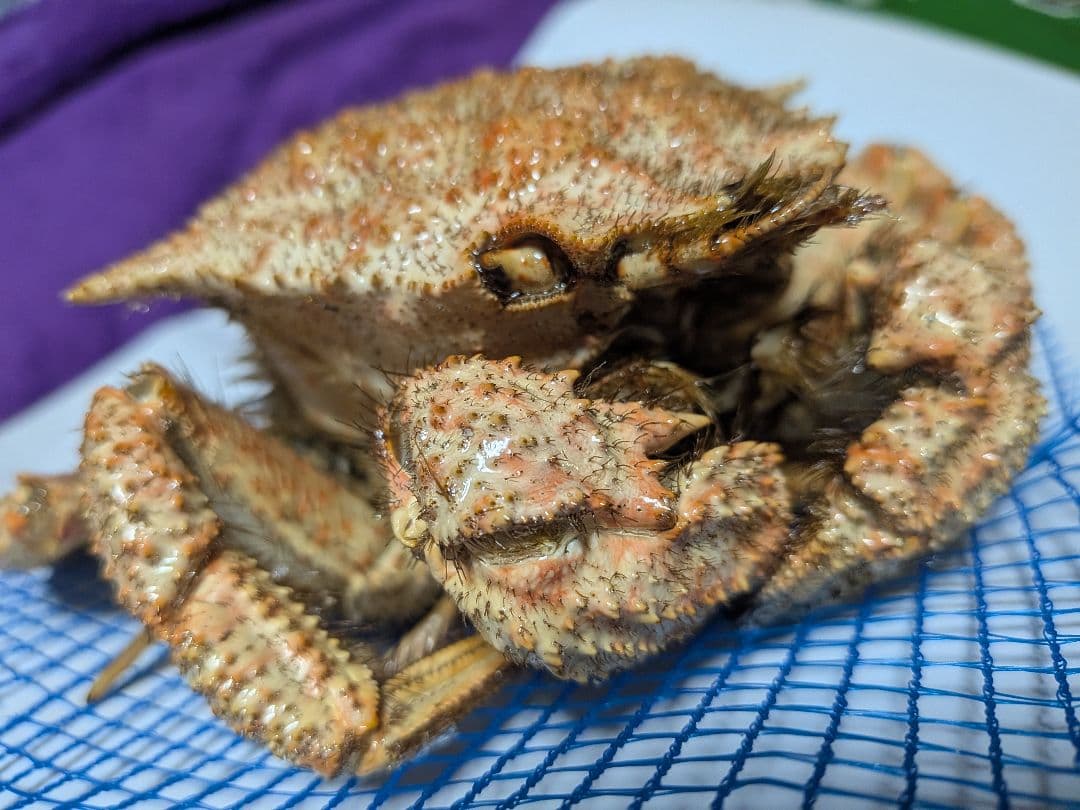 立体リアル標本飾り　トゲクリガニ　クリガニ　青森県産　陸奥湾　ガラスケース入り品