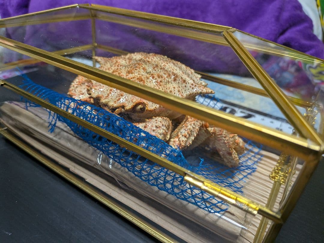 立体リアル標本飾り　トゲクリガニ　クリガニ　青森県産　陸奥湾　ガラスケース入り品