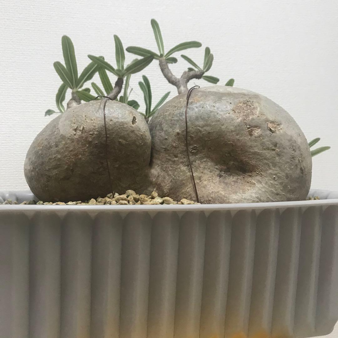 パキポディウム　グラキリス　現地球　発根済　2頭