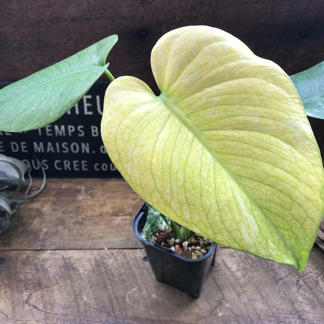 ★ポットごと♡ホワイトモンスター♡モンステラ♡希少♡観葉植物