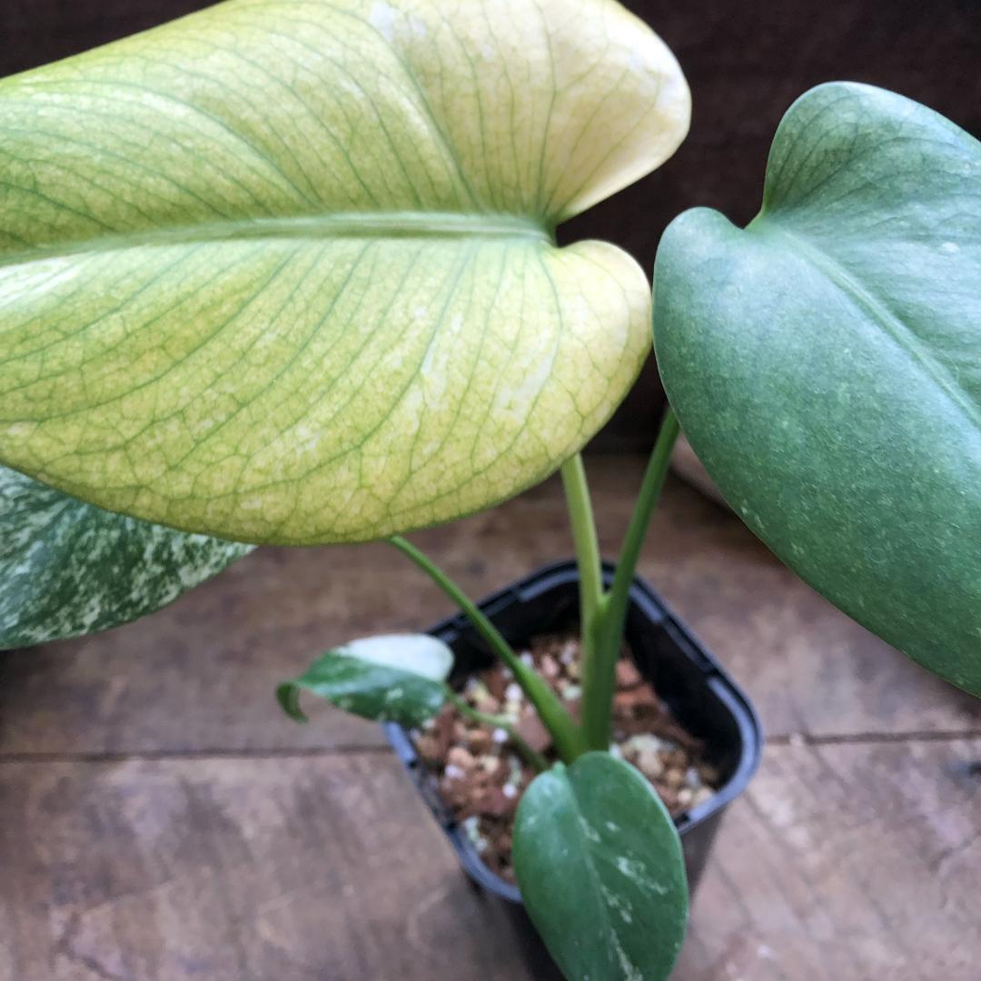 ★ポットごと♡ホワイトモンスター♡モンステラ♡希少♡観葉植物