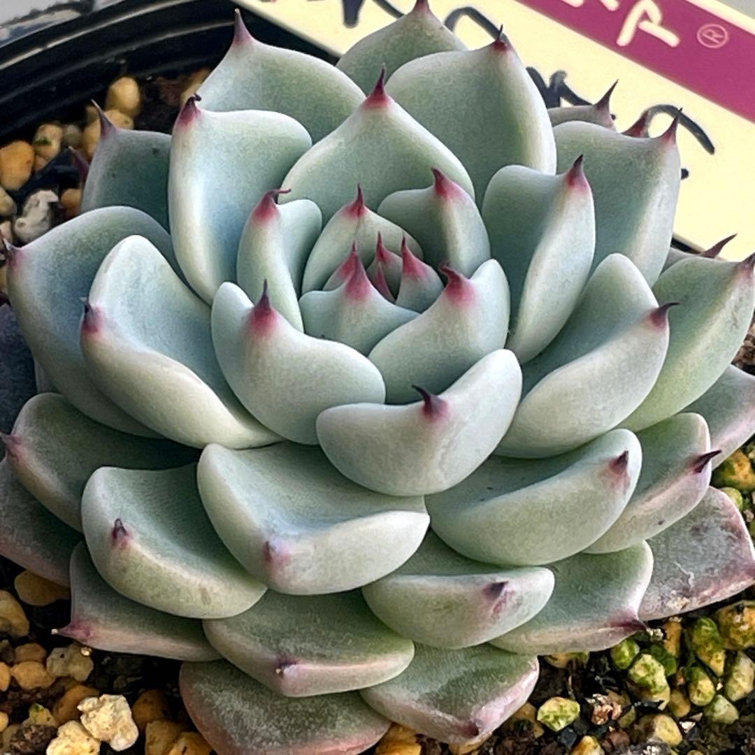 札付き！　人気　可愛い　ミックスベリア　そわそわ　抜き苗