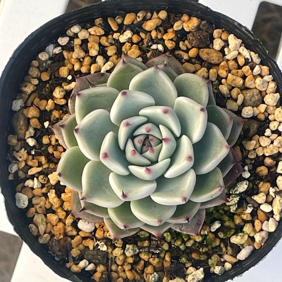 札付き！　人気　可愛い　ミックスベリア　そわそわ　抜き苗