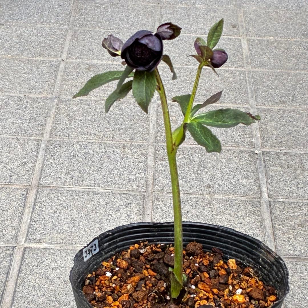 t*k様 3473☘️花付き☘️希少☘️極上☘️親株☘️⭐️黒⭐️多弁⭐️整形花