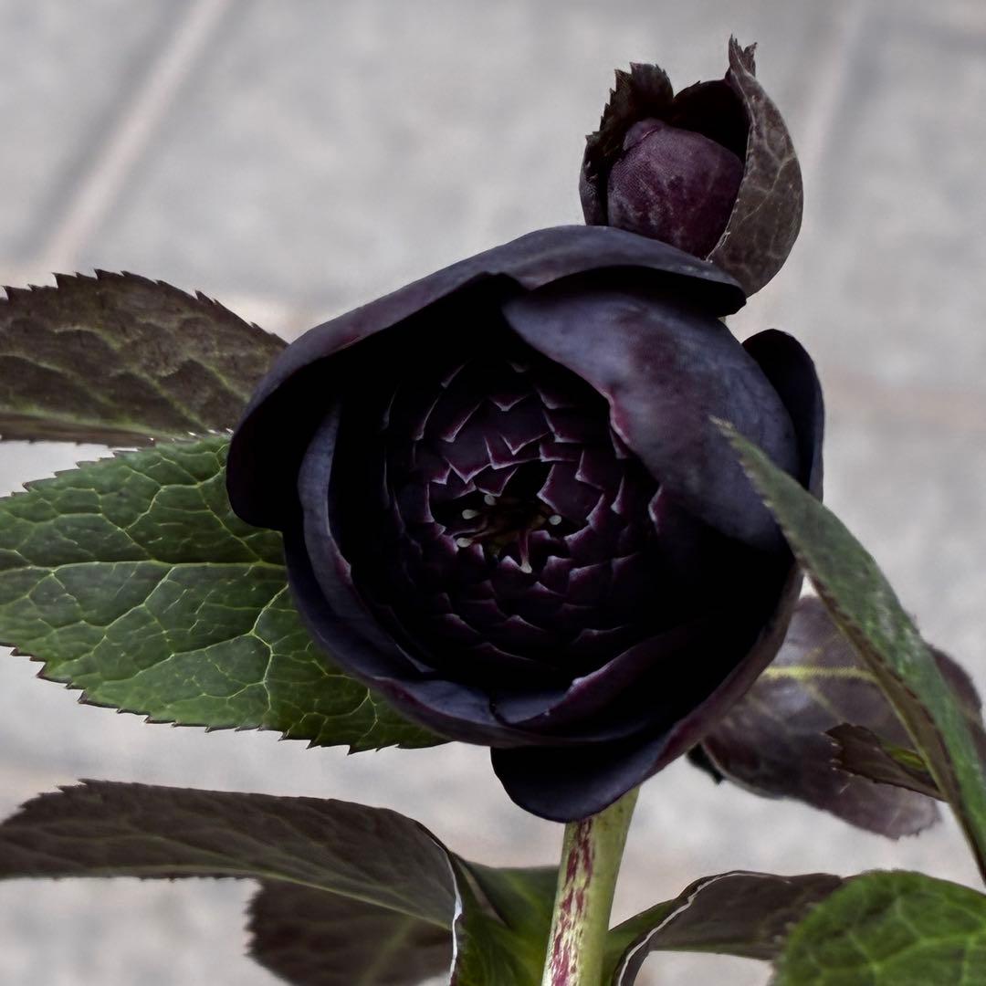 t*k様 3473☘️花付き☘️希少☘️極上☘️親株☘️⭐️黒⭐️多弁⭐️整形花