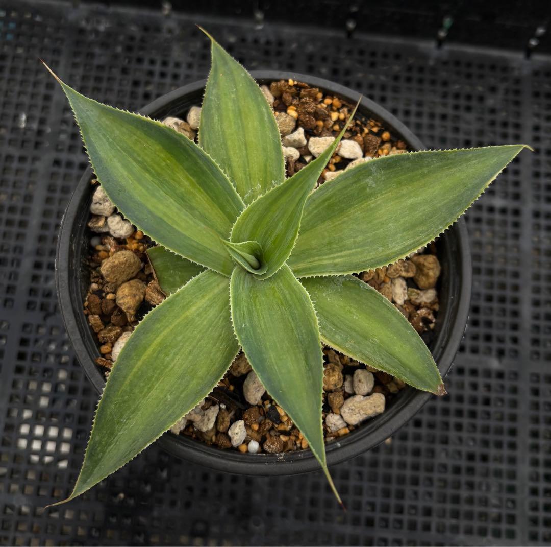 メルカリ便発送‼︎　ブルーフレーム　縞斑　鉢付き発送‼︎