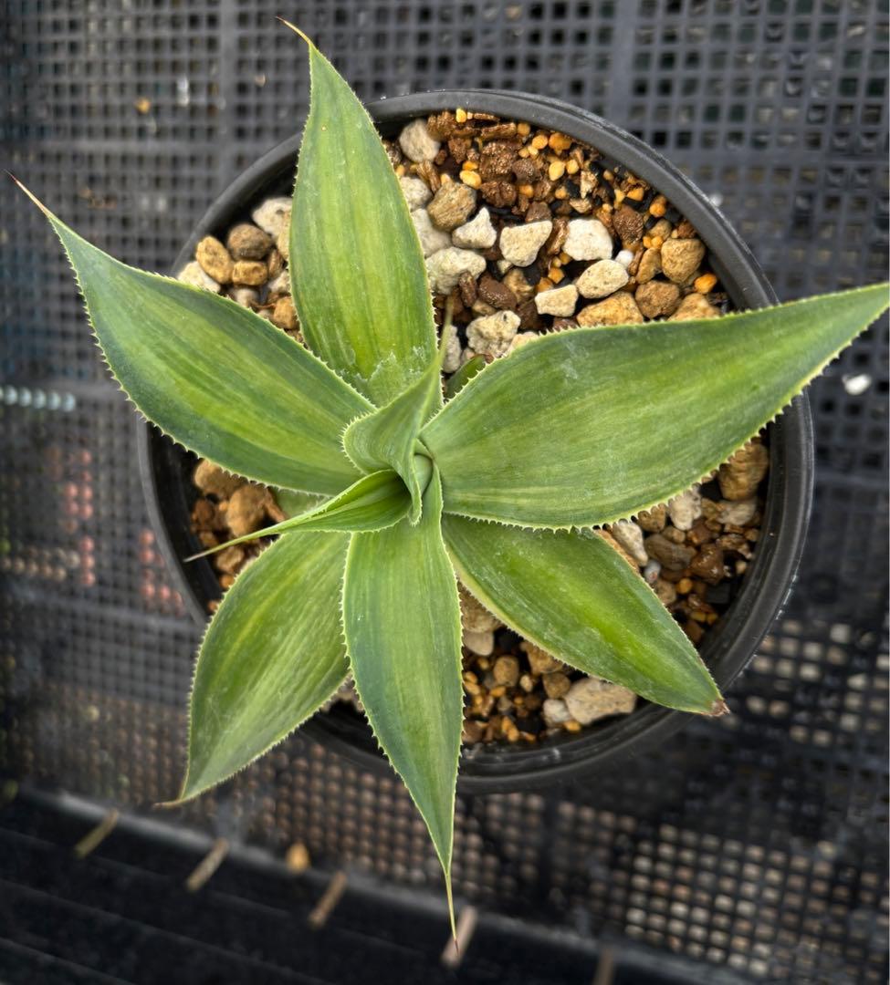 メルカリ便発送‼︎　ブルーフレーム　縞斑　鉢付き発送‼︎