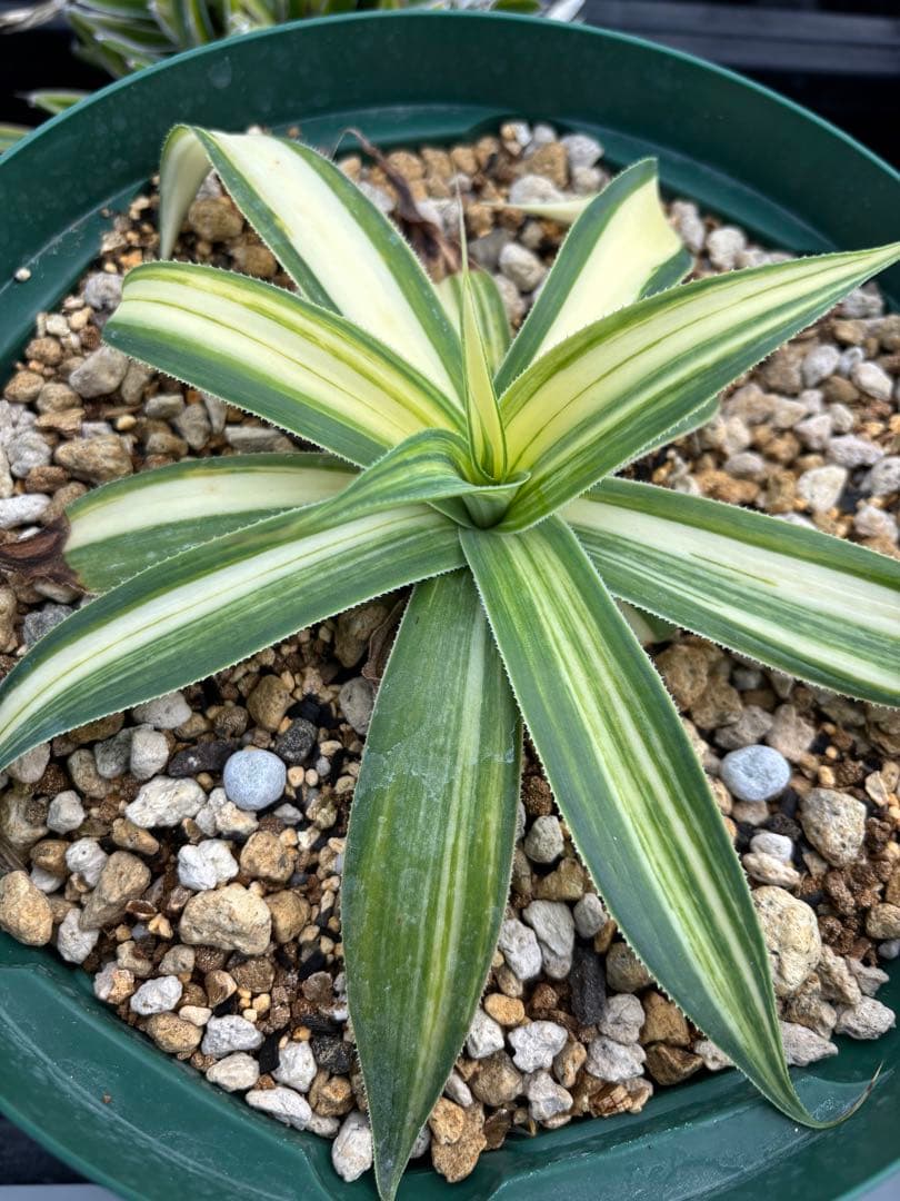 メルカリ便発送‼︎　ブルーフレーム　縞斑　鉢付き発送‼︎