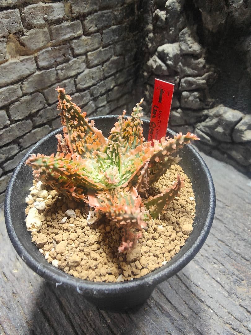 アロエ　TCTハイブリッド　ライオンクイーン　赤札　カキコ　G5