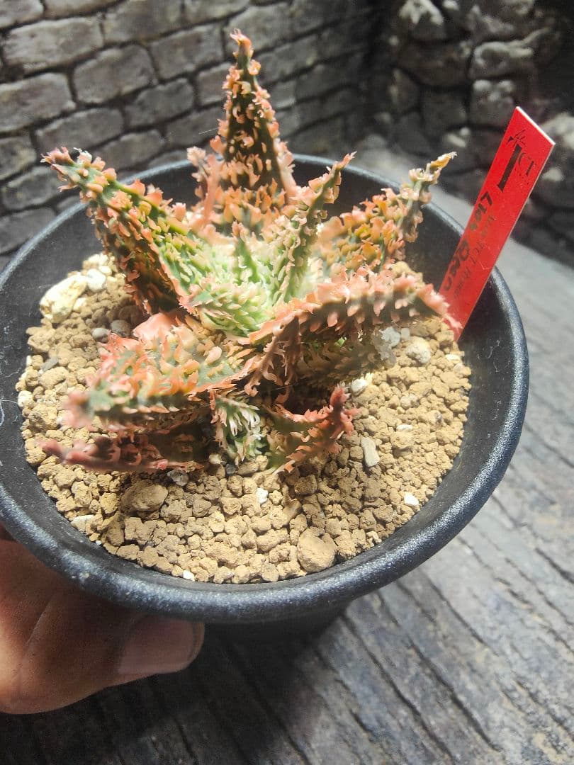 アロエ　TCTハイブリッド　ライオンクイーン　赤札　カキコ　G5