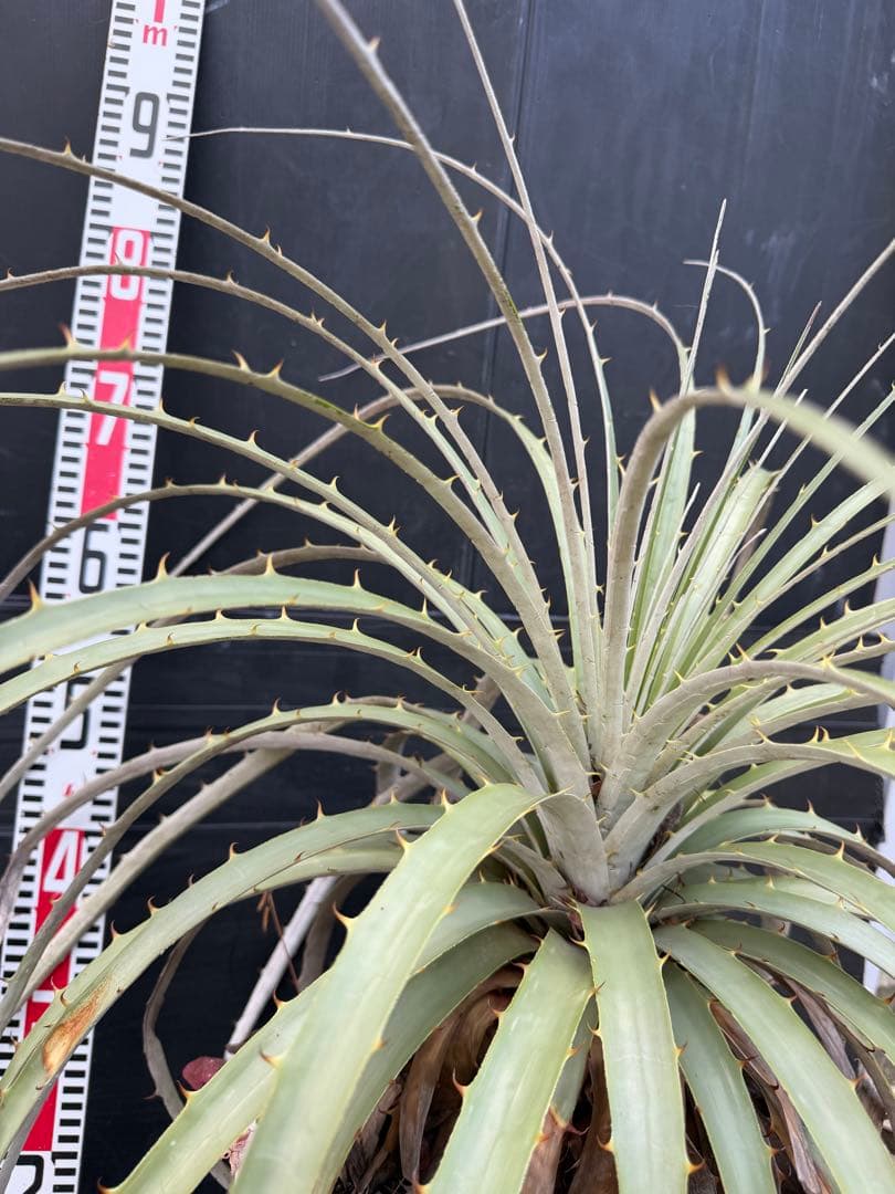 プヤ　ベルテロニアナ　ブロメリア 約90cm